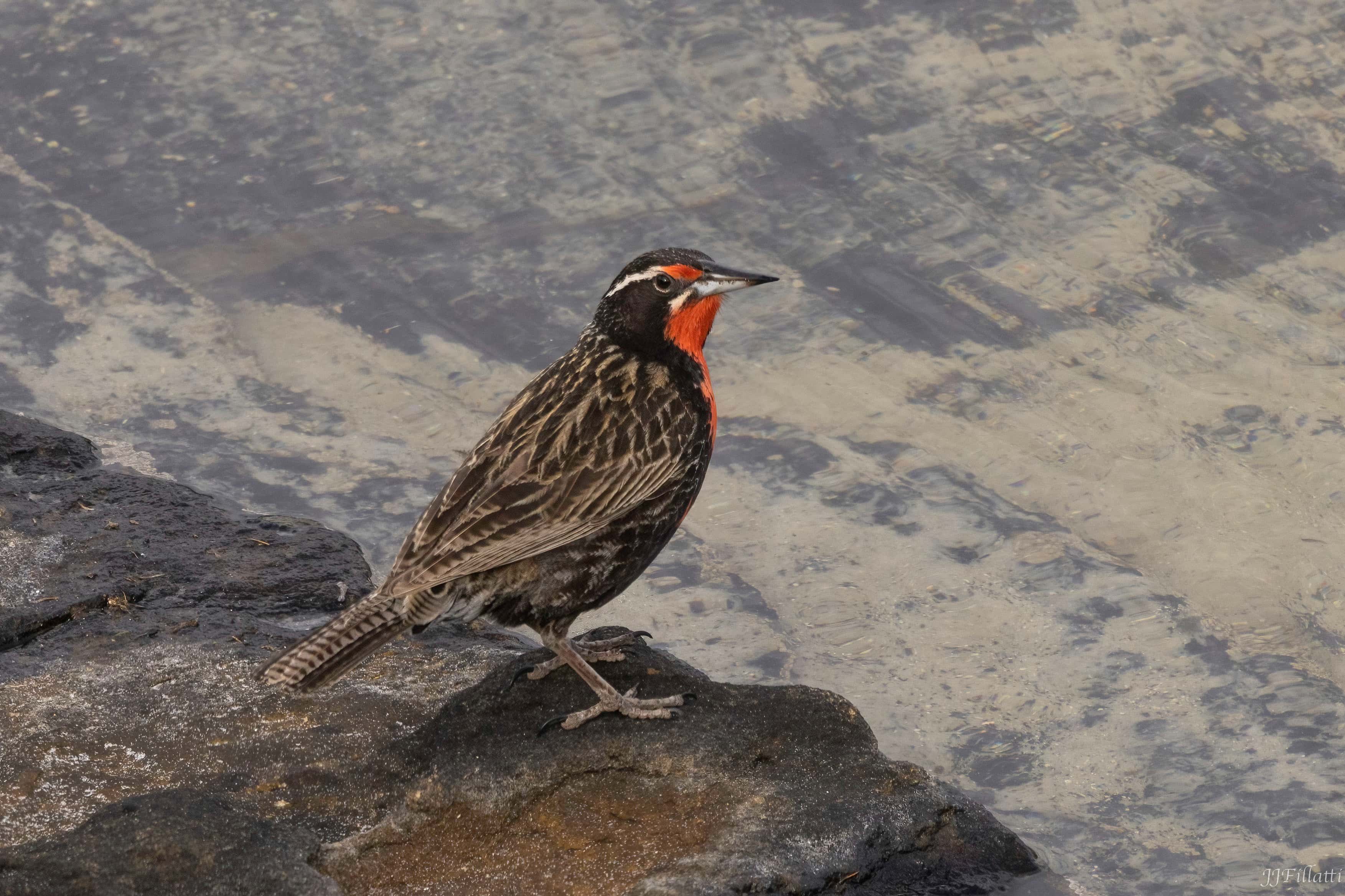 bird of the falklands image 60